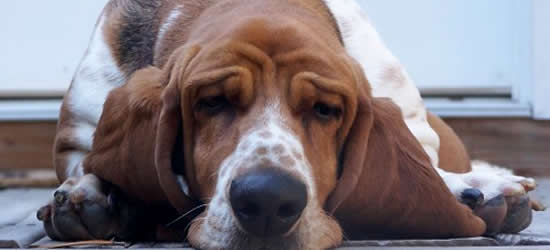 basset hound rehoming